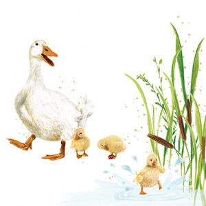 Ducks Birthday Card