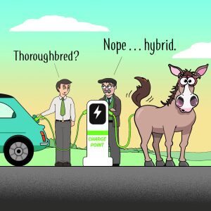 Thoroughbred?
