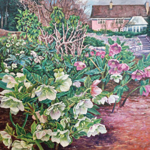 Abundance of Hellebores