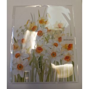 Narcissi